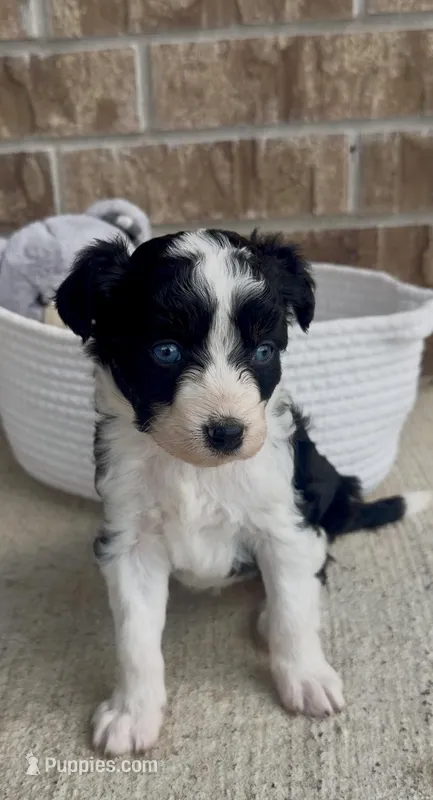 Sapphire (blue eyes) – Aussiedoodle puppy for sale in Huntsville, TX
