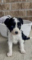 Sapphire (blue eyes), a female Aussiedoodle for sale in Huntsville, TX – Photo 1 of 6