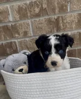 Sapphire (blue eyes), a female Aussiedoodle for sale in Huntsville, TX – Photo 2 of 6