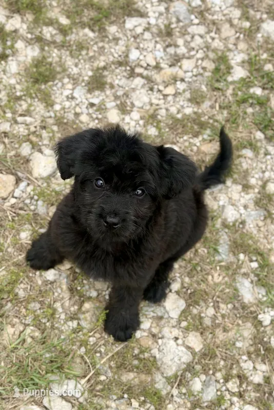 Raven-Full Natural Tail – Aussiedoodle, Miniature Aussiedoodle puppy on hold in Huntsville, TX