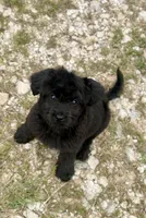 Raven, a female Aussiedoodle and Miniature Aussiedoodle for sale in Huntsville, TX – 3 of 10