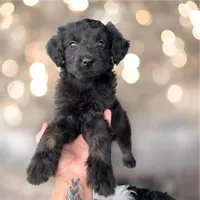 Raven-Full Natural Tail, a female Aussiedoodle and Miniature Aussiedoodle for sale in Huntsville, TX – 2 of 6