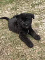 Onyx, a male Aussiedoodle and Miniature Aussiedoodle for sale in Huntsville, TX – 4 of 9