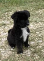 Saint, a male Aussiedoodle and Miniature Aussiedoodle for sale in Huntsville, TX – 3 of 10