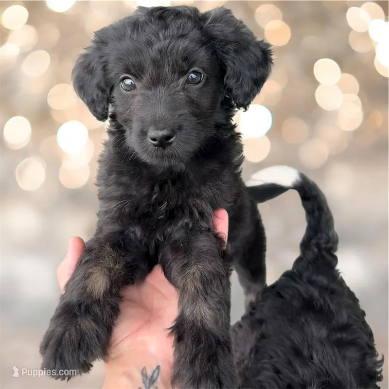 Raven – Aussiedoodle puppy for sale in Huntsville, TX