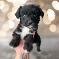 Saint-Full Natural Tail, a male Aussiedoodle and Miniature Aussiedoodle for sale in Huntsville, TX – 1 of 5