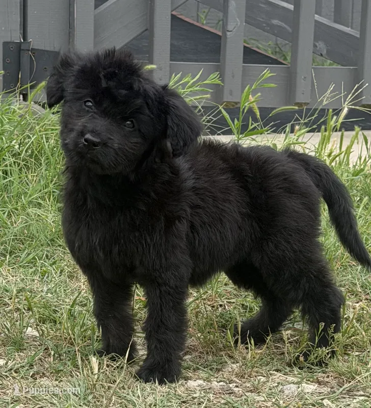 Raven – Aussiedoodle, Miniature Aussiedoodle puppy for sale in Huntsville, TX