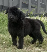 Raven, a female Aussiedoodle and Miniature Aussiedoodle for sale in Huntsville, TX – 1 of 10