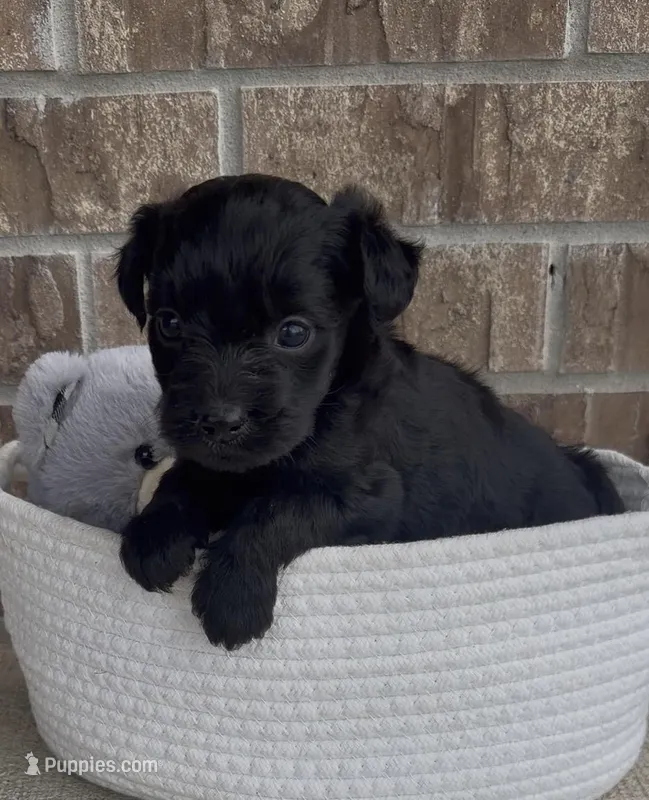 Raven – Aussiedoodle puppy for sale in Huntsville, TX