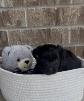 Raven, a female Aussiedoodle for sale in Huntsville, TX – Photo 3 of 4