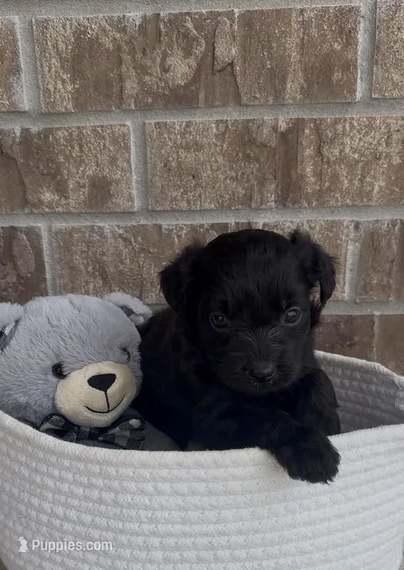 Raven – Aussiedoodle puppy for sale in Huntsville, TX