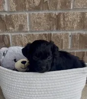 Raven, a female Aussiedoodle for sale in Huntsville, TX – Photo 4 of 4