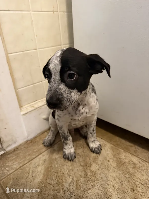 Spade  – Australian Cattle Dog, American Pit Bull Terrier puppy for sale in Marblehead, MA