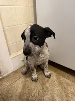 Spade , a male Australian Cattle Dog and American Pit Bull Terrier for sale in Marblehead, MA – 1 of 2