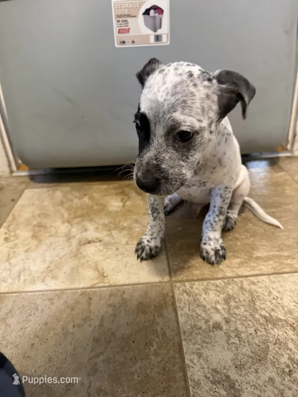 Dax  – Australian Cattle Dog, American Pit Bull Terrier puppy for sale in Marblehead, MA