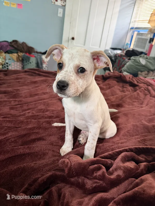 Charlie Brown  – Australian Cattle Dog, American Pit Bull Terrier puppy for sale in Marblehead, MA