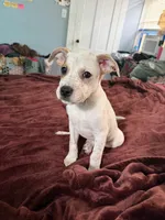 Charlie Brown , a male Australian Cattle Dog and American Pit Bull Terrier for sale in Marblehead, MA – 1 of 2