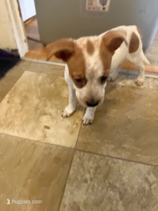 Rosie  – Australian Cattle Dog, American Pit Bull Terrier puppy for sale in Marblehead, MA