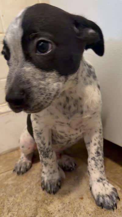 Spade , a male Australian Cattle Dog and American Pit Bull Terrier for sale in Marblehead, MA – 2 of 2
