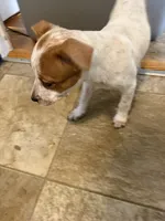 Rosie , a female Australian Cattle Dog and American Pit Bull Terrier for sale in Marblehead, MA – 2 of 2