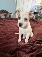 Charlie Brown , a male Australian Cattle Dog and American Pit Bull Terrier for sale in Marblehead, MA – 2 of 2