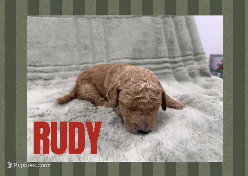 Rudy – Goldendoodle puppy for sale in Holland, MI