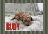 Rudy, a male Goldendoodle for sale in Holland, MI – 1 of 1
