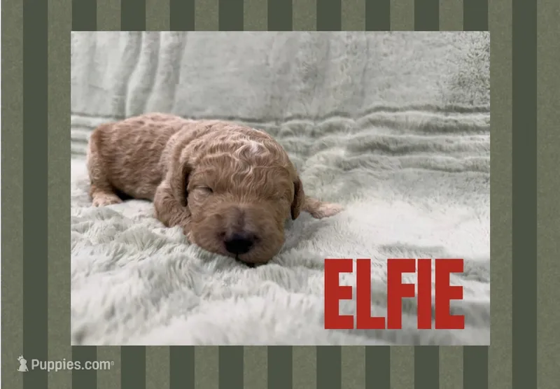 Elfie  – Goldendoodle puppy for sale in Holland, MI