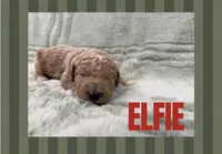 Elfie , a male Goldendoodle for sale in Holland, MI – 1 of 1