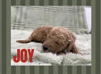 Joy, a female Goldendoodle for sale in Holland, MI – 1 of 1