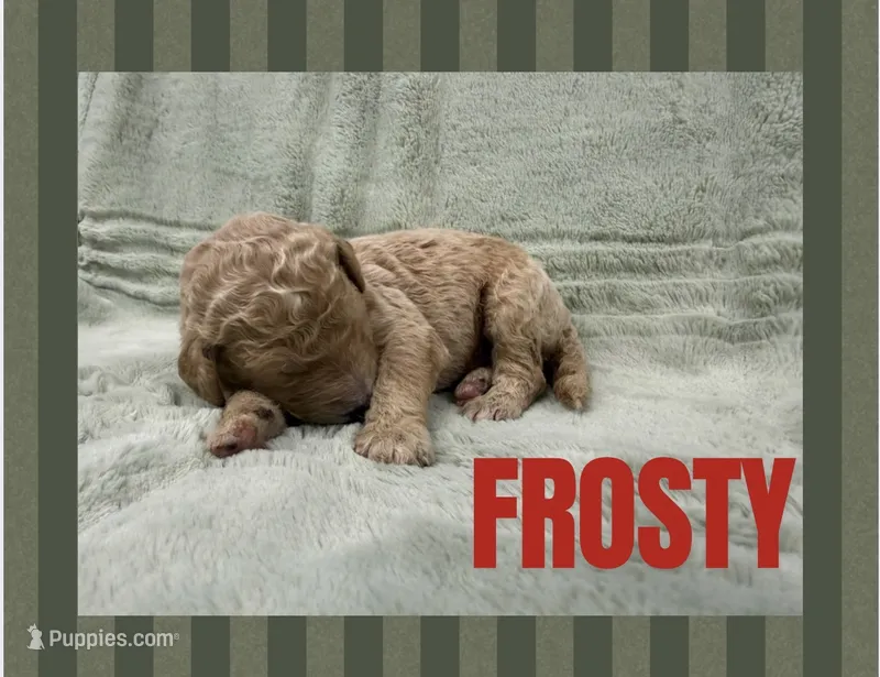 Frosty – Goldendoodle puppy for sale in Holland, MI