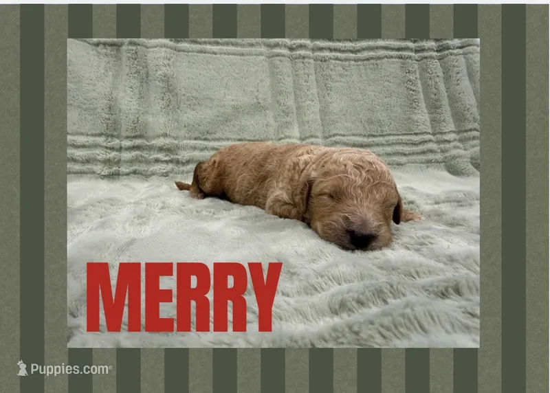 Merey – Goldendoodle puppy for sale in Holland, MI