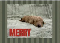 Merey, a female Goldendoodle for sale in Holland, MI – 1 of 1
