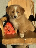 Maple, a female Miniature American Shepherd for sale in Trinidad, CO – 2 of 6
