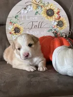 Rose, a female Miniature American Shepherd for sale in Trinidad, CO – 2 of 6