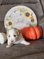 Rose, a female Miniature American Shepherd for sale in Trinidad, CO – 3 of 6