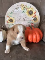 Ruby , a female Miniature American Shepherd for sale in Trinidad, CO – 3 of 6