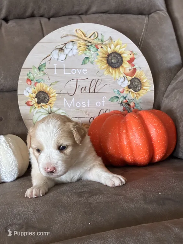 Rose – Miniature American Shepherd puppy for sale in Trinidad, CO