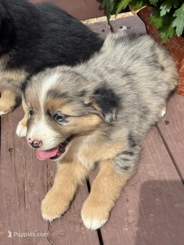 Willow – Miniature American Shepherd puppy for sale in Trinidad, CO
