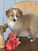 Ruby , a female Miniature American Shepherd for sale in Trinidad, CO – 3 of 4