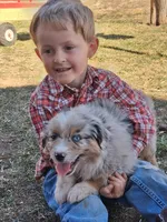 River, a male Miniature American Shepherd for sale in Trinidad, CO – Photo 5 of 10