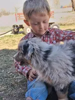 River, a male Miniature American Shepherd for sale in Trinidad, CO – Photo 4 of 10