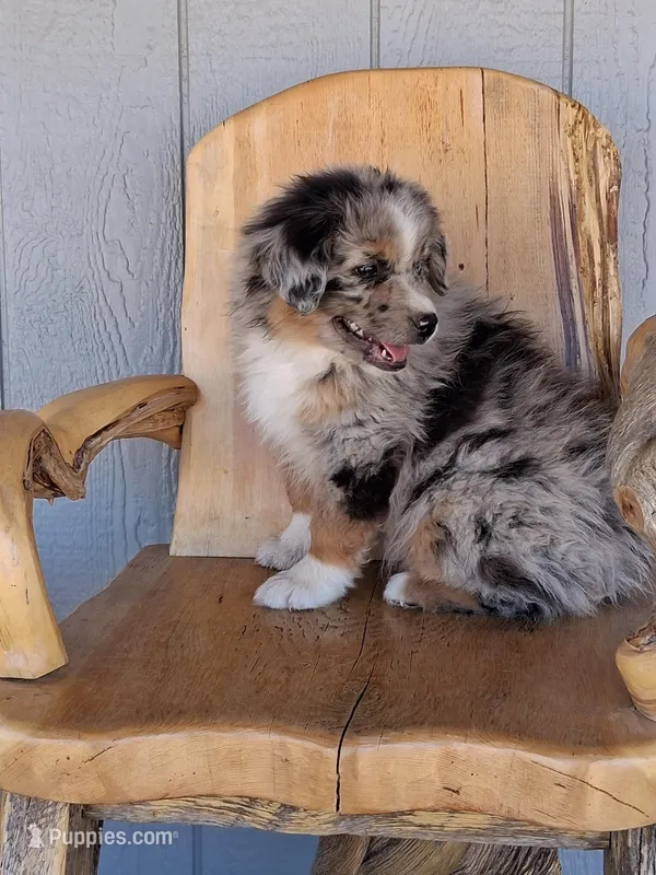 River – Miniature American Shepherd puppy for sale in Trinidad, CO