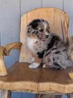 River, a male Miniature American Shepherd for sale in Trinidad, CO – Photo 1 of 10