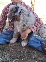 River, a male Miniature American Shepherd for sale in Trinidad, CO – Photo 7 of 10
