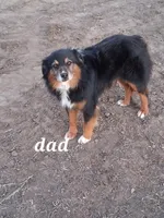 River, a male Miniature American Shepherd for sale in Trinidad, CO – Photo 10 of 10