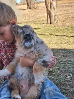 River, a male Miniature American Shepherd for sale in Trinidad, CO – Photo 6 of 10