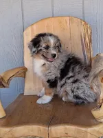 River, a male Miniature American Shepherd for sale in Trinidad, CO – Photo 3 of 10