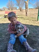 River, a male Miniature American Shepherd for sale in Trinidad, CO – Photo 8 of 10