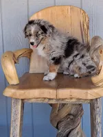River, a male Miniature American Shepherd for sale in Trinidad, CO – Photo 2 of 10